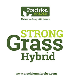 Strong Grass Hybrid